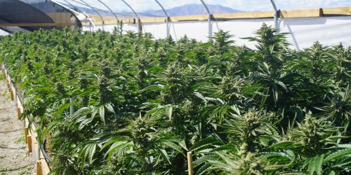 Outdoor Bright Greenhouse Full of Mature Marijuana Plants. Agricultural Farming of Legal Weed